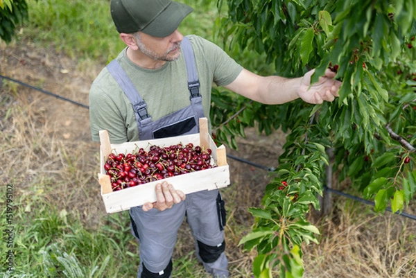 Obraz Harvesting ripe cherries in an orchard during the summer season