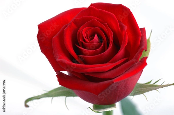 Fototapeta rose rouge