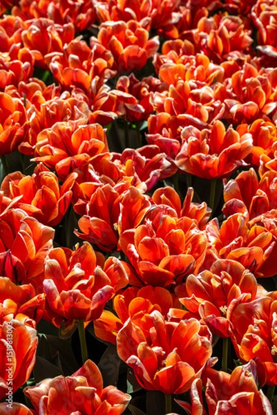Fototapeta Tulip Flowers 'Queensday' Variety in Spring