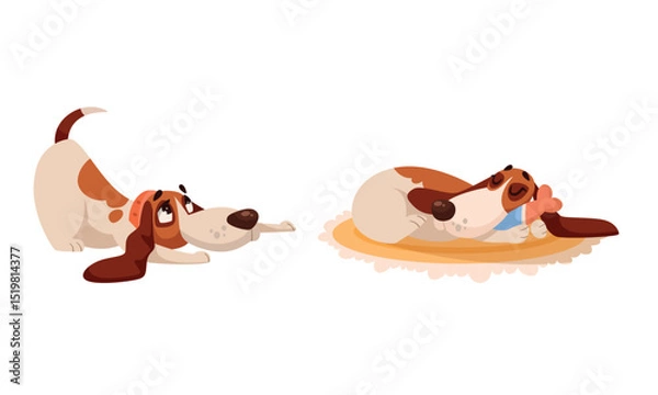 Obraz Playful and lively dogs in the most adorable and charming various poses you can imagine