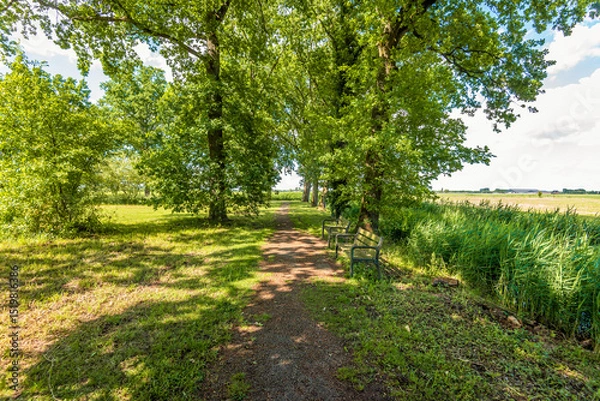 Fototapeta Two benches at the edge of a field in the shade under the trees. The photo was taken on a sunny day in the Dutch spring season.
