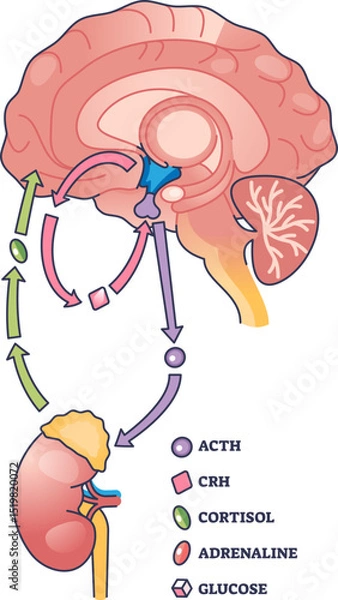 Obraz Illustration of the HPA axis showing a negative feedback loop involving the brain and adrenal gland.