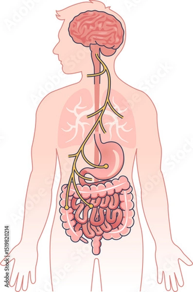 Obraz Illustration of the vagus nerve connecting the brain to the digestive system.