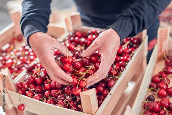 Fototapeta Farmer working and arranging freshly picked cherries in wooden crates.