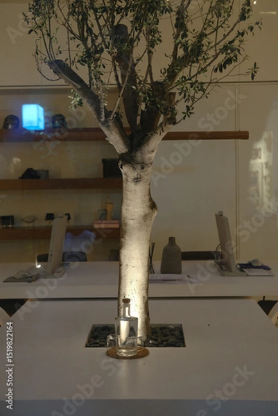 Fototapeta Indoor Tree Growing Through Office Table
