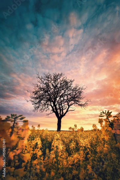 Fototapeta Lone tree on a blossoming yellow rapeseed field, with amazing colorful clouds in the dramatic sunset sky, vertical format