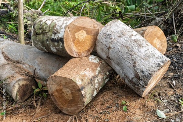 Fototapeta Freshly cut logs stacked on forest ground, showing tree bark texture and sawdust