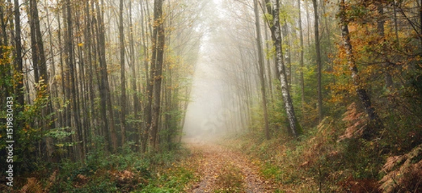 Fototapeta Tranquil autumn panoramic scenery in a foggy forest, with soft light illuminating a hiking trail with lots of atmosphere