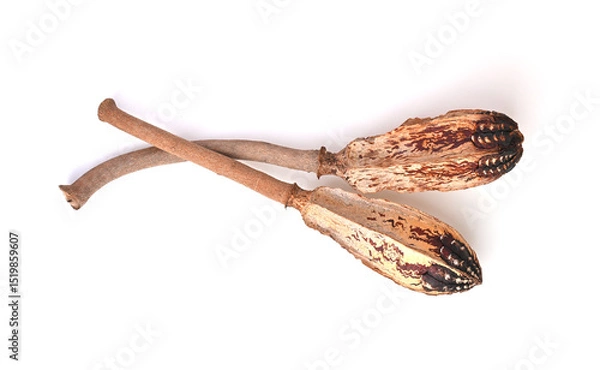 Obraz Mahogany pods , Dried mahogany fruit on white background . top view