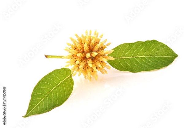 Obraz Flower Mitragyna speciosa Korth isolated on white background
