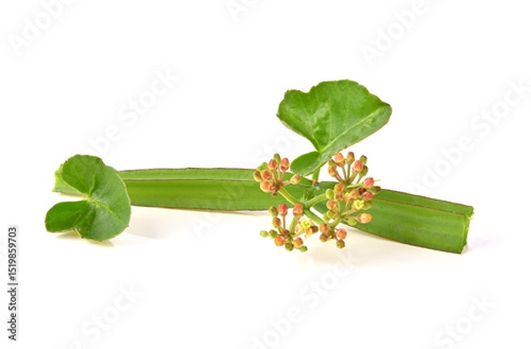 Obraz Cissus quadrangularis L. , pirandai or veldt grape on white background.