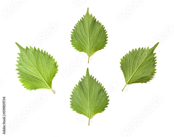 Obraz  Green Shiso (perilla frutescens) or Oba leaf isolated on white background. top view