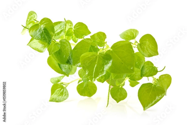 Obraz peperomia pellucida plant, shiny leave isolated on white background