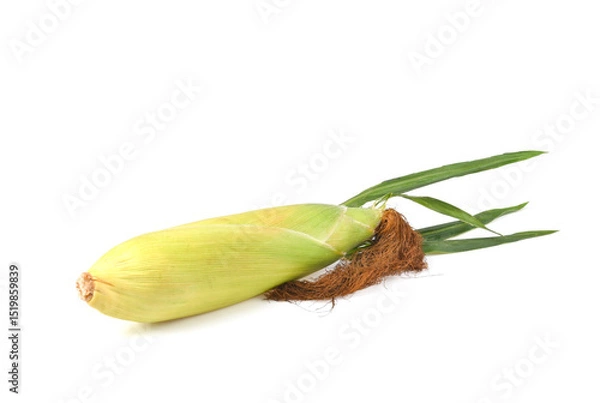 Obraz sweet corn ears with leaves set isolated on white background