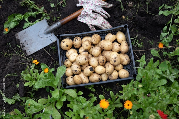 Obraz Hands holding freshly harvested potatoes in a garden setting, showcasing the bounty of the earth during the growing season
