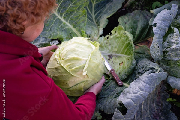 Obraz Woman harvesting a large cabbage in a lush garden during the fall season with a knife in hand