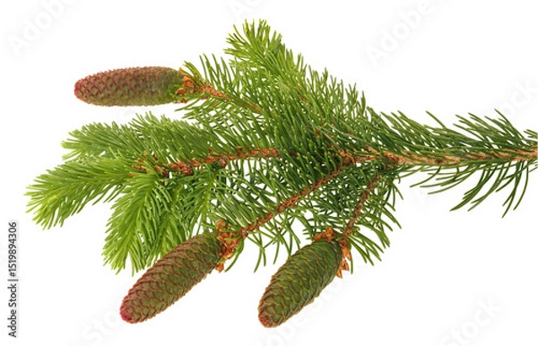 Fototapeta spruce branch (Picea abies), with pine cone isolated on white background