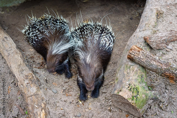 Fototapeta Two African Cape porcupines rest with their front paws stretched out on the ground, their quills fanned slightly in a relaxed yet alert pose.
