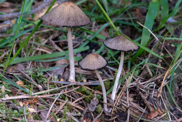 Fototapeta Close up and selective focus of Coprinopsis lagopus or Coprinus lagopus in the field, harefoot wild mushroom or hare s foot inkcap. Or other Coprinus sp. mushroom