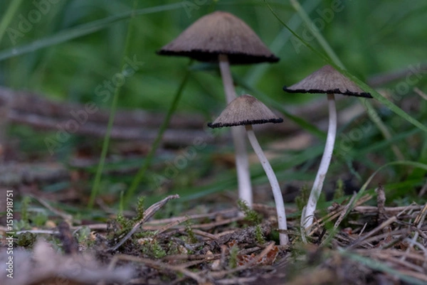 Fototapeta Close up and selective focus of Coprinopsis lagopus or Coprinus lagopus in the field, harefoot wild mushroom or hare s foot inkcap. Or other Coprinus sp. mushroom