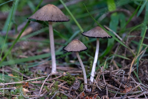Fototapeta Close up and selective focus of Coprinopsis lagopus or Coprinus lagopus in the field, harefoot wild mushroom or hare s foot inkcap. Or other Coprinus sp. mushroom