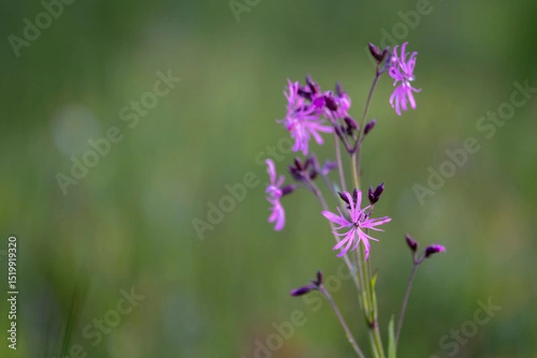 Fototapeta Ragged robin. Pink flower on green background. lychnis flos cuculi