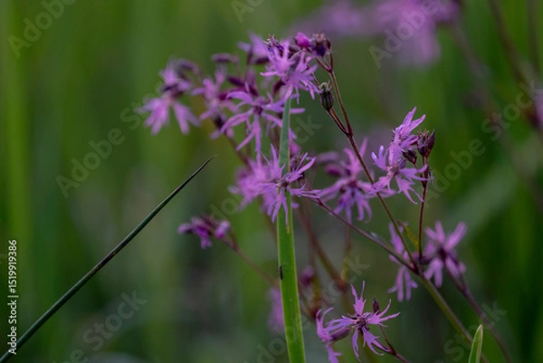 Fototapeta Ragged robin. Pink flower on green background. lychnis flos cuculi