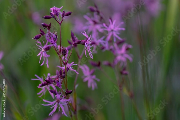 Fototapeta Ragged robin. Pink flower on green background. lychnis flos cuculi