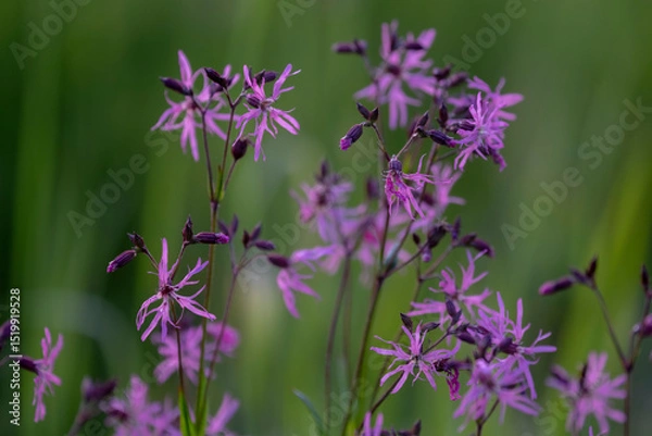 Fototapeta Ragged robin. Pink flower on green background. lychnis flos cuculi