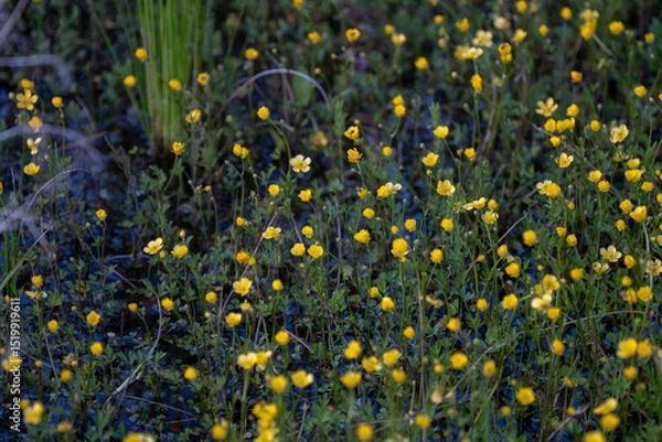 Fototapeta Buttercup Background. A yellow flower background of buttercup - Latin: Ranunculus bulbosus