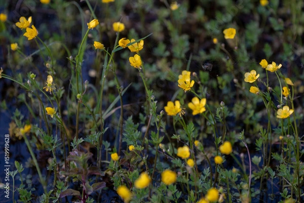 Fototapeta Buttercup Background. A yellow flower background of buttercup - Latin: Ranunculus bulbosus