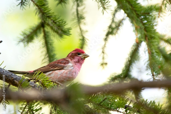 Fototapeta A striking male Purple Finch with vivid raspberry-red plumage is perched on a spruce branch, surrounded by fresh green needles in a serene natural setting, spring woodland.