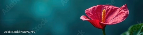 Obraz Bold anthurium against serene blue Perfect for branding, cards , background, image