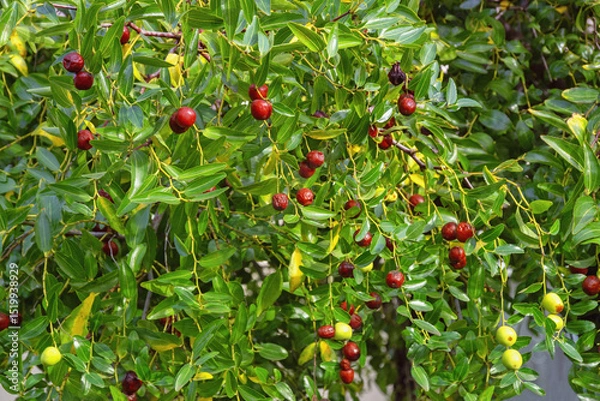 Fototapeta Jujube tree with leaves and fruit with different type of ripeness. Ziziphus jujuba