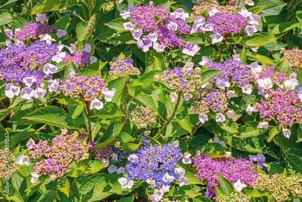 Fototapeta Beautiful flowers of hydrangea in garden on sunny summer day. Hydrangea aspera