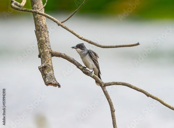 Fototapeta Kingbird on a Branch 