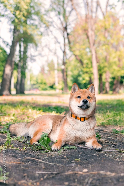 Fototapeta Happy Shiba Inu dog relaxing in the park