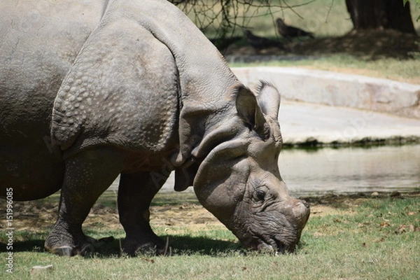 Obraz one horned rhino