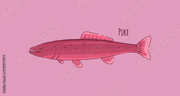 Fototapeta Hand Drawn Pike Fish Vector Illustration.