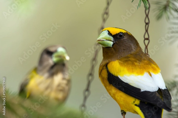 Fototapeta A vibrant male yellow Evening Grosbeak sitting in a feeder with a female bird on the spruce tree with green needles in spring backyard garden.