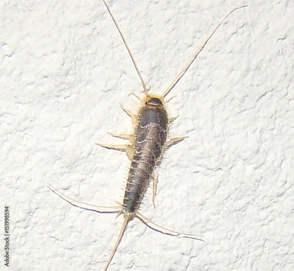Obraz Silverfish (Lepisma saccharina)