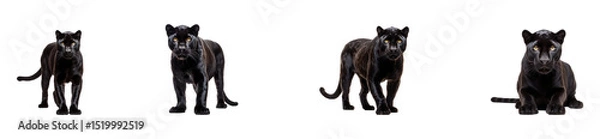 Fototapeta A collection of black panthers standing, isolated on a transparent background