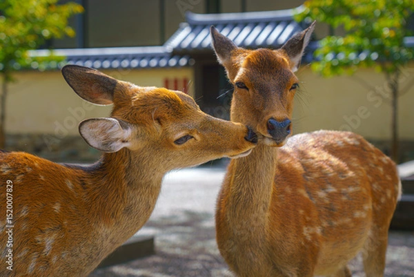 Fototapeta Nara, Japan - Sep 26 2024, Close-up view of faces of two wild forest deer, one deer licking another, in Nara Park, without people, at daytime, Nara, Japan