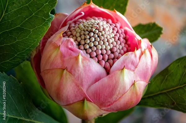 Obraz Very decorative Pink bud Waratah