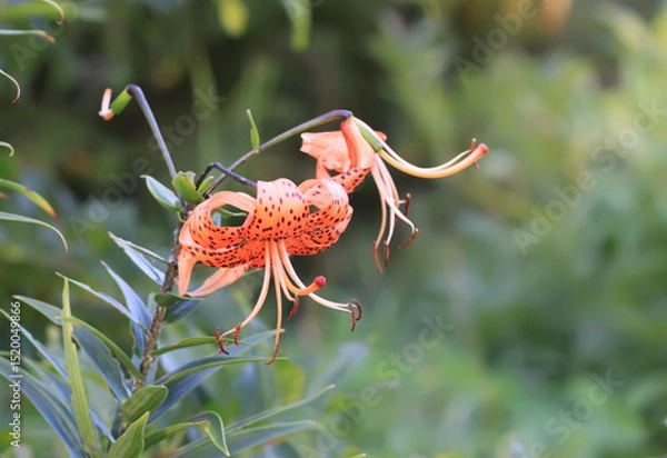 Fototapeta Tiger lilies with spotted petals in a summer garden. Lily flower in full bloom.