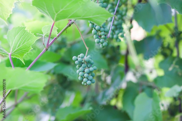 Fototapeta Green grape vine in the vineyard. Unripe grapes.