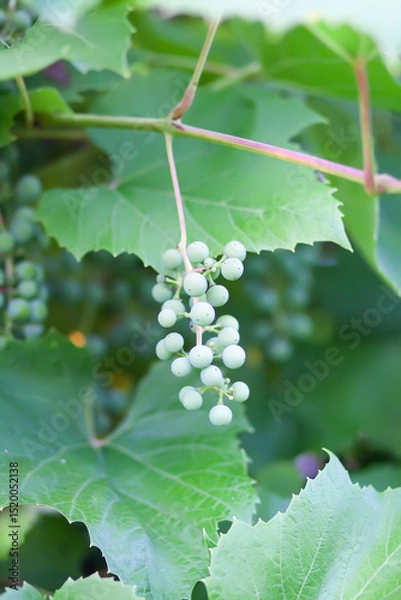 Fototapeta Green grape vine in the vineyard. Unripe grapes.