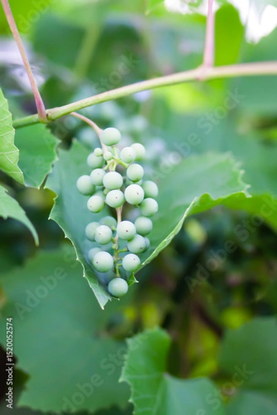 Fototapeta Green grape vine in the vineyard. Unripe grapes.