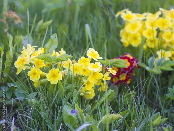 Fototapeta Yellow flowers of a primrose or primula in a garden.