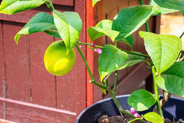 Obraz Green-yellow lemon growing on a lemon plant (Citrus limon) in a backyard